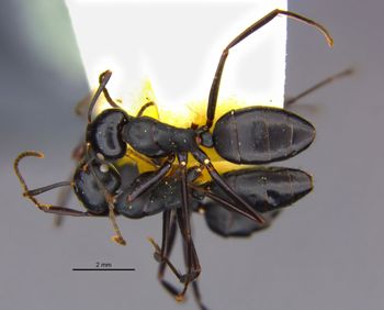 Media type: image;   Entomology 8723 Aspect: habitus dorsal view